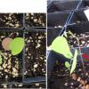 Echinocystis lobata seedling