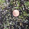 Eragrostis spectabilis seedlings