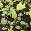 big-leaf aster seedling