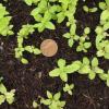 Eutrochium maculatum seedling