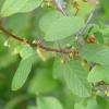 Frangula alnus spent flowers