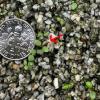 First leaf and cotyledons. very small cotyledons, shiny, with one reddish leaf