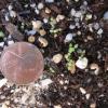 Gentiana andrewsii seedlings