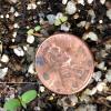 Gentiana clausa cotyledons w insert of first leaf