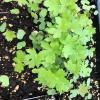 oversown flat of wild geranium