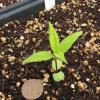 Helianthus decapetalus seedling
