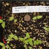 Heliopsis helianthoides seedling