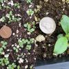 germination & seedling of hawkweed