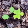 cotyledons, first leave shows maple shape