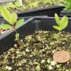 Hypericum ellipticum seedling