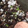 Lysimachia/Trientalis borealis seedlings