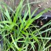 green sedge with medium width leaves