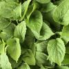 tightly packed flat of seedlings