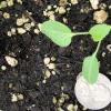 large cotyledons & rounded serration on true leaves