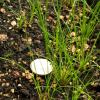 round monocot foliage of Juncus