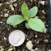 Hieracium scabrum seedling