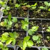 Sanicula sp. seedlings