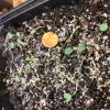 cotyledons of early meadow rue