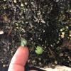 rounded leaves of seedling water avens