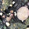 canada lily seed germinating