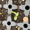 cotyledons of silky dogwood