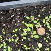 alleghany vine seedlings