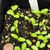 whorled milkweed seedling