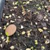 spicebush seedling