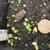 seedlings of wood nettle