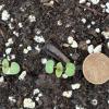 beebalm seedlings