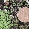 small cotyledons of hairy beardtongue