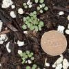 seedlings of Penstemon digitalis