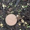 small seedlings of Spirea alba