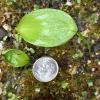 oval shining cotyledon of Clintonia
