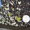cotyledons, seedling of Mitchella