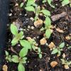 Verbena hastata seedlings