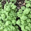 Scrophularia marilandica seedlings