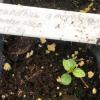 Ceanothus americanus seedling