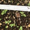 Solidago bicolor seedlings