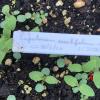 Eupatorium sessilifolium seedling