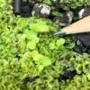young sporophyte growing from gametophytes