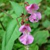 pink balsam flowers