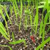 Liatris aspera seedling