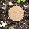 very small cotyledons of Indian tobacco
