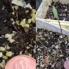 cotyledons, first leaves fly honeysuckle