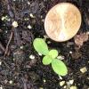 Lonicera hirsuta seedling 