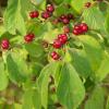 twinned red berries towards end of branch with opposite, entire leaves