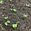 tiny blue-green cotyledons