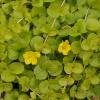 light lime green leaves, yellow flowers
