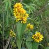 yellow flowers in bunches at ends of stalks